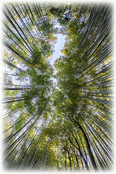 bamboo forest scene for Patient Resources at Vahila Acupuncture and Massage Therapy